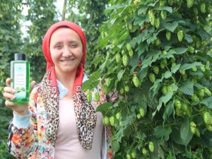 Türkiye’de Sadece Bilecik’te Yetişen Şerbetçi Otunun Kolonyasında Seri Üretime Geçilecek