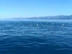 Palamut Bolluğunun Yaşandığı Karadeniz’de Balıklar Deniz Üstünde Dans Gösterisi Yaptı