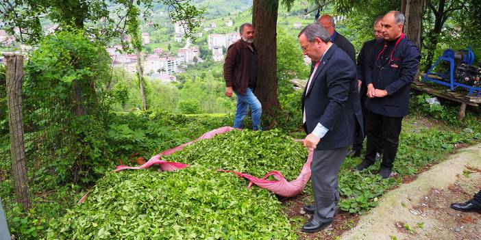 ÇAYKUR, Haziran Ayı Yaş Çay Parasını Ödüyor