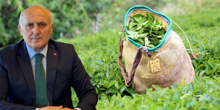 Rize Esnafından 'Yaş Çay Fiyatı' Analizi; RESOB Başkanı Aksoy: "35 TL Önemli Ama 5 TL Destek Şart!"