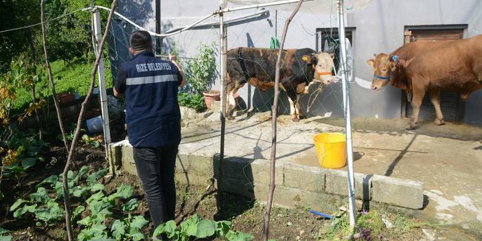 Rize’de kaçan kurbanlık boğa sahiplerine zor anlar yaşattı