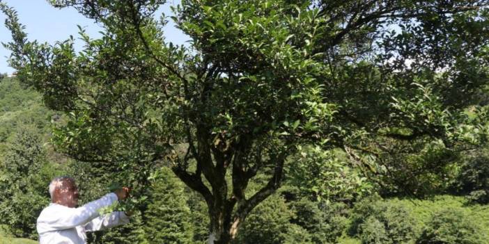 Rize'de yaklaşık 70 yıldır budanmayan çay ağacı görenlerin ilgisini çekiyor