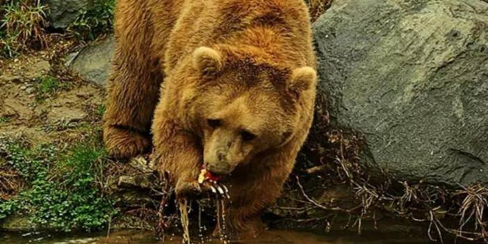 Karadeniz’de popülasyonu artan ayılar için uzmanından ‘önlem alınmalı’ uyarısı