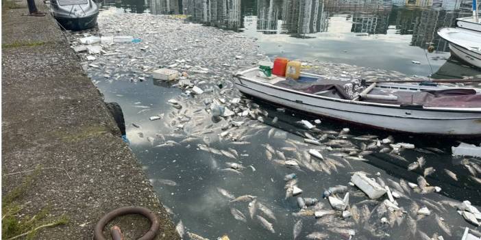 Rize'de palamut bolluğu çileye dönüştü, liman balık çöplüğüne döndü