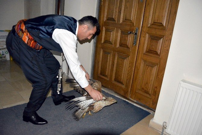 Kelkit’te Yaralı Kızıl Doğan Bulundu