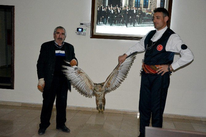 Kelkit’te Yaralı Kızıl Doğan Bulundu