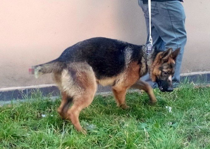 Köpeğe Eziyete Vatandaştan Tepki