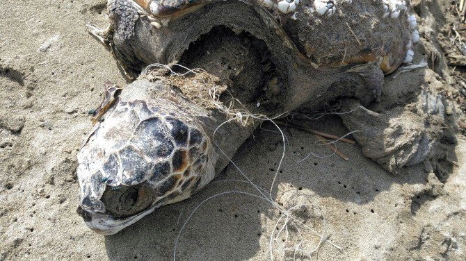 Misinalara Dolanmış Ölü Caretta Caretta Kıyıya Vurdu