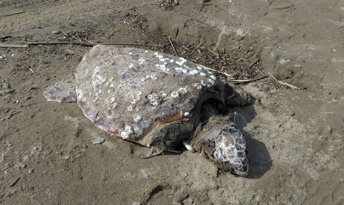 Misinalara Dolanmış Ölü Caretta Caretta Kıyıya Vurdu