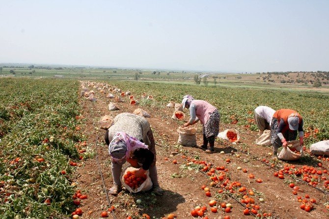 Domates Üreticisi Fiyatlardan Memnun Değil
