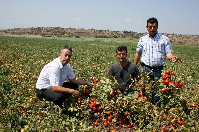 Domates Üreticisi Fiyatlardan Memnun Değil