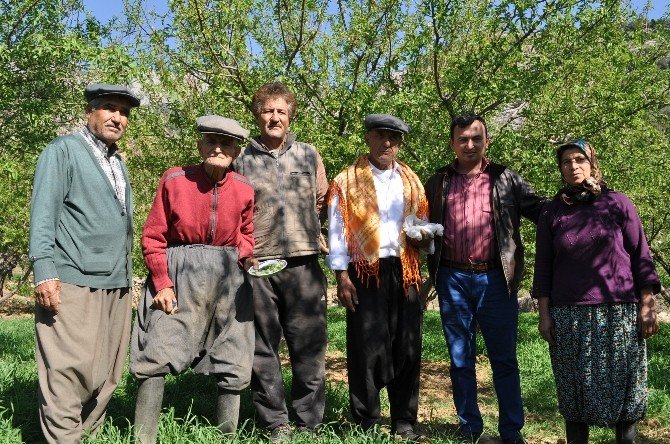 Çağla Hasadı Başladı