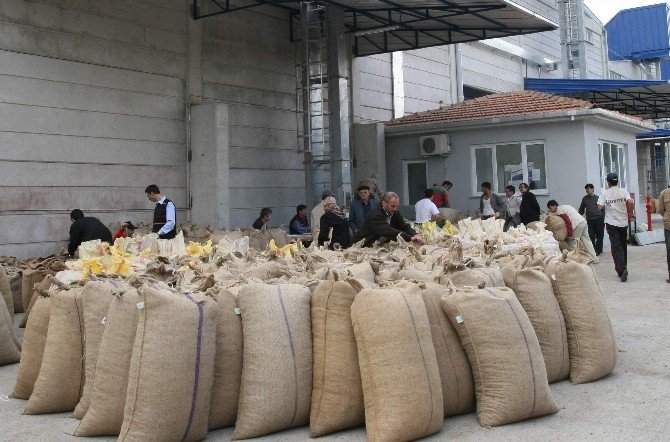 Tüccar Fındığa Doydu