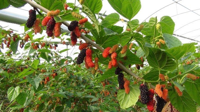 Yılın İlk Karadut Hasadı