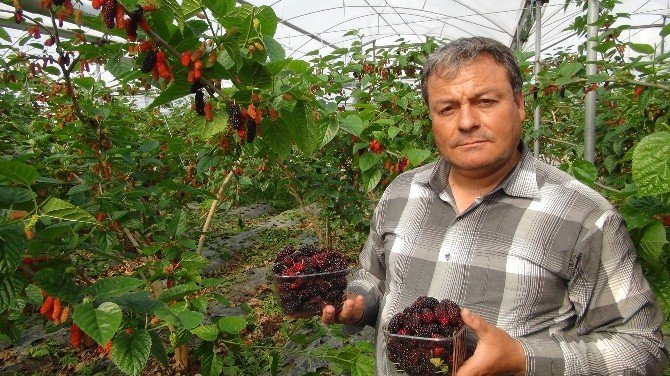 Yılın İlk Karadut Hasadı