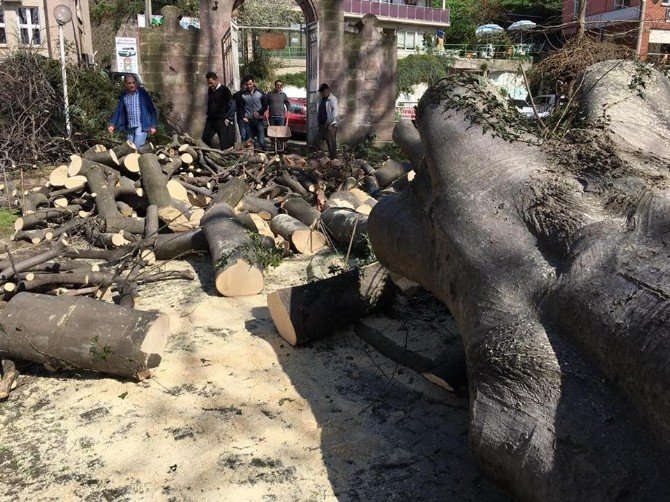 Giresun’da Çürüyen Asırlık Ağaçlar Tehlike Saçmaya Devam Ediyor