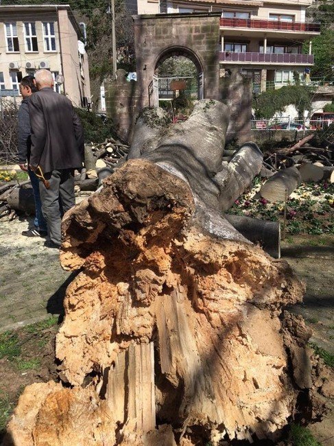 Giresun’da Çürüyen Asırlık Ağaçlar Tehlike Saçmaya Devam Ediyor