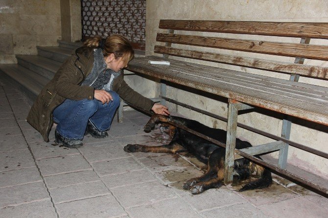 Bartın’da Hayvan Katliamı
