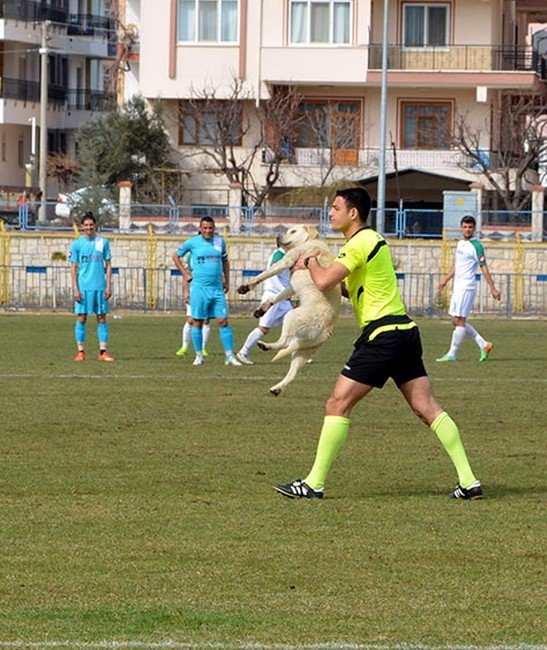Sahaya Giren Davetsiz Misafire Hakem Müdahalesi