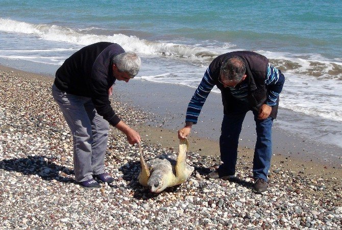 Ölü Caretta Caretta Sahile Vurdu