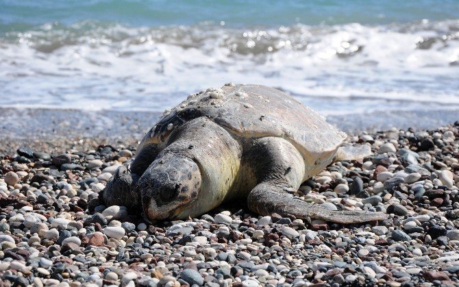 Ölü Caretta Caretta Sahile Vurdu