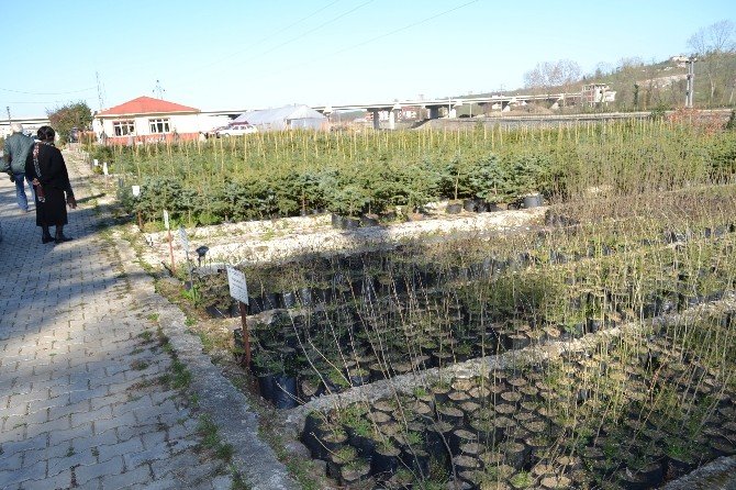 Ordu’da 13 Yılda 16 Milyon Fidan Dikildi