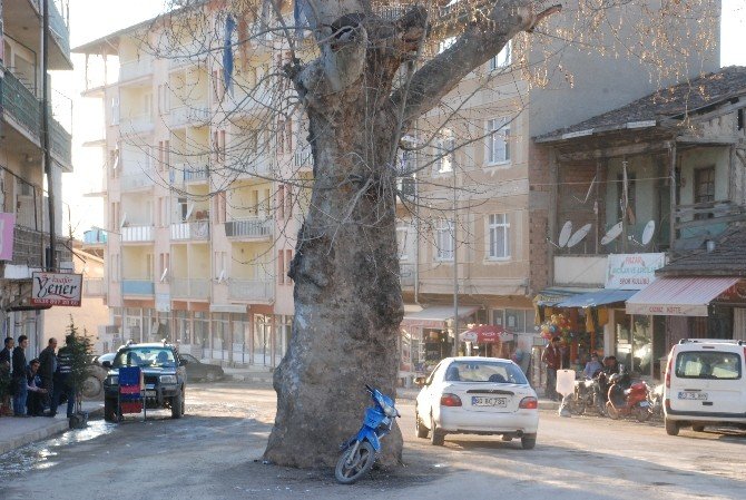 Yol Ortasında Kalan Anıt Çınar Ağacı
