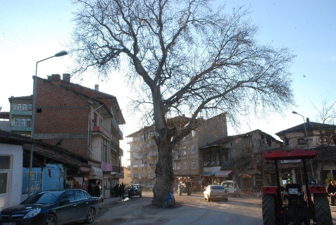 Yol Ortasında Kalan Anıt Çınar Ağacı