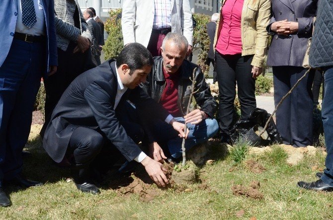 Belediye Önüne İncir Ağacı Diken Chp’lilere Esprili Gönderme