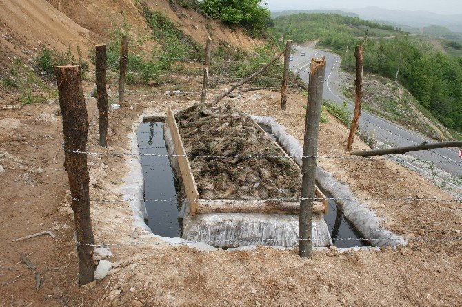 Orman Ve Su İşleri Bakanlığı Ormanları Zararlı Böceklerden Avcı Böceklerle Koruyor