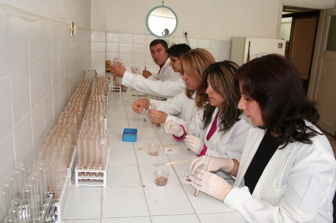 Orman Ve Su İşleri Bakanlığı Ormanları Zararlı Böceklerden Avcı Böceklerle Koruyor