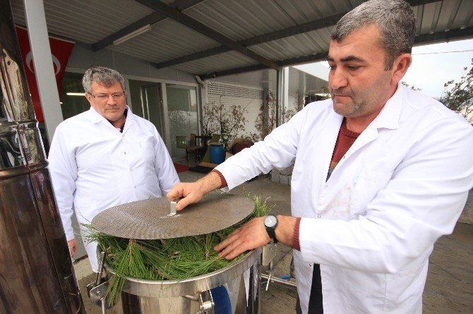 Çam Yaprakları, Orman Köylüsüne Para Kazandıracak