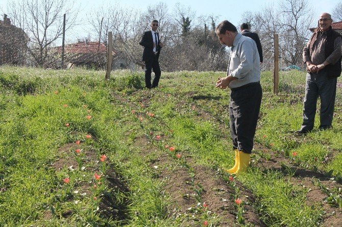 Bartın’da 2 Çiftçi Lale Soğanı Yetiştirmeye Başladı