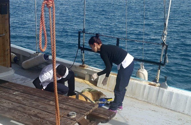 Denizde Boğulmak Üzere Olan Köpeği, Girne Üniversitesi Akademisyenleri Kurtardı