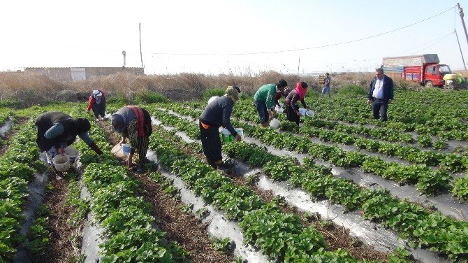 Açıkta Çilek Hasadı Başladı