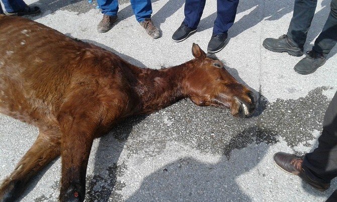 Sahibinin Terk Ettiği Ata Vatandaşlar Sahip Çıktı