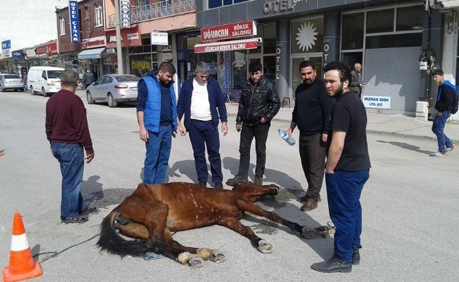 Sahibinin Terk Ettiği Ata Vatandaşlar Sahip Çıktı