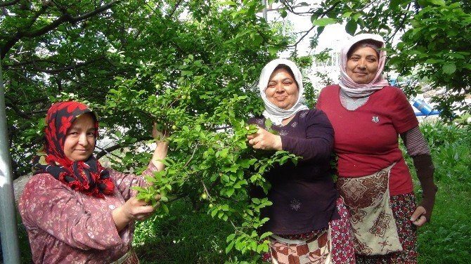 Silifke’de Erik Hasadı Başladı