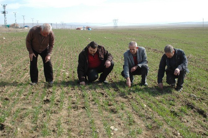 Tarım Sigortasına İlgi Her Geçen Gün Artıyor