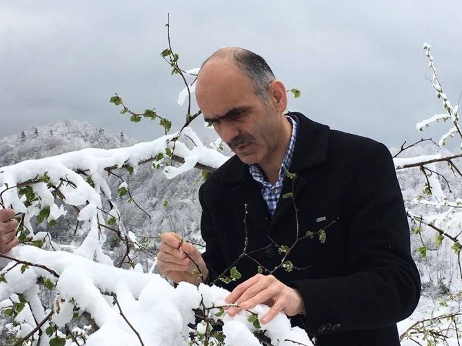 Fındıkta Don Tehlikesi Üreticiyi Tedirgin Etmeye Başladı