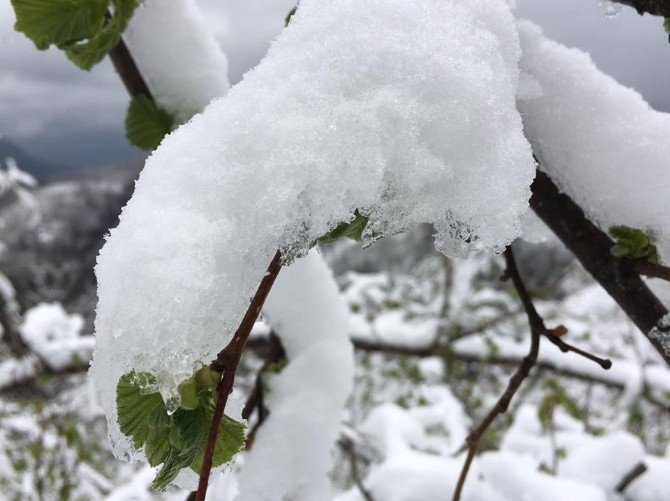 Fındıkta Don Tehlikesi Üreticiyi Tedirgin Etmeye Başladı