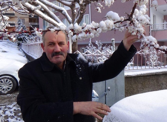 Yozgat’ta Çiçek Açan Meyve Ağaçları Kar Altında Kaldı