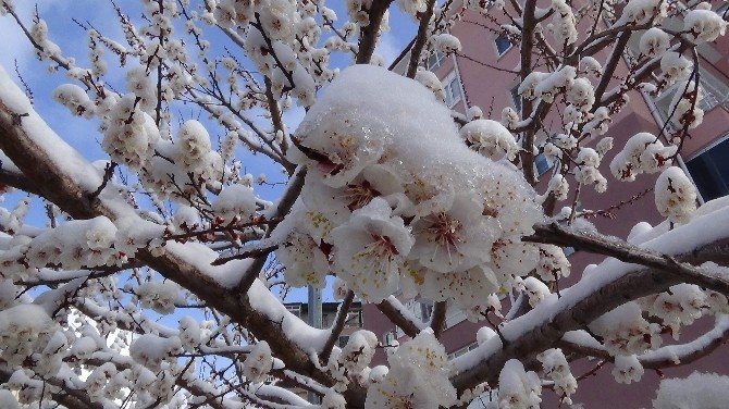Yozgat’ta Çiçek Açan Meyve Ağaçları Kar Altında Kaldı