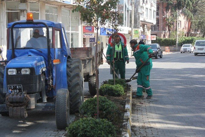 Kavşak Düzenlemesi Sebebiyle Ağaçlar Taşınıyor