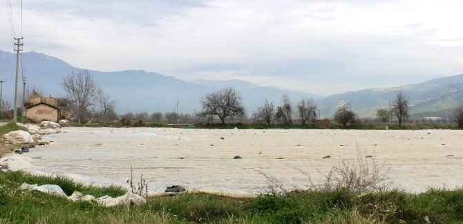 Yaz Patatesine Don Olaylarına Karşı Elyaf Önlemi