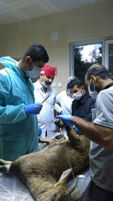 Yaralı Dağ Keçisine Belediye Sahip Çıktı