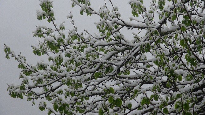 Rize’de Soğuk Hava Ve Kar Yağışı Yüksek Kesimlerde Etkili Oluyor