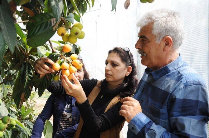 Yenidünya Erken Olgunlaştı