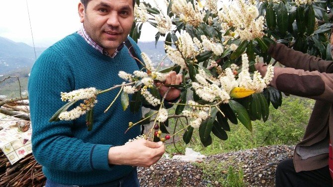 Giresun’da Karayemiş Kış Ortasında Meyve Verdi