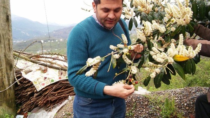 Giresun’da Karayemiş Kış Ortasında Meyve Verdi